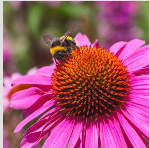 5 Purple Coneflower (Echinacea Purpurea) Plants – Five (5) Live Plants – Non-GMO - Not Seeds – in 3" Inch Pots – Hardy Flowering Perennial, Pollinator Favorite