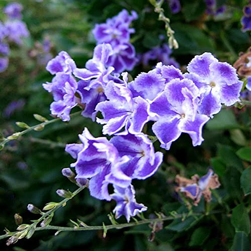 Chuxay Garden Duranta Erecta,Golden Dewdrop, Pigeon Berry,Skyflower 125 Seeds Purple Sprawling Shrub Small Tree Ornamental Flowering Plant Low-Maintenance #TOP1