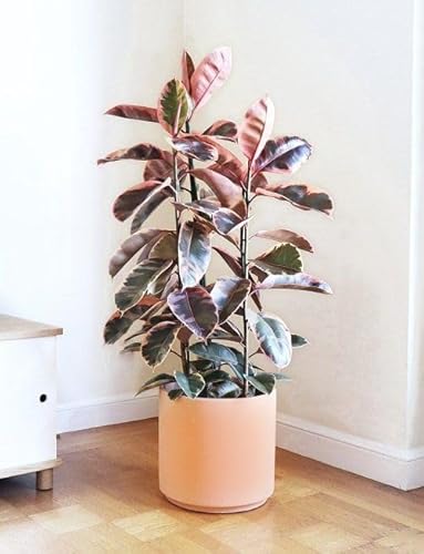 Image of Air purifying rubber fig black Live Plant Indoors (Air purifying ficus rubber fig Live Plant Indoors, outdoor for Living Room, Table Corner, Balcony, Office,Bed room/Home Decoration, (pack of 1))