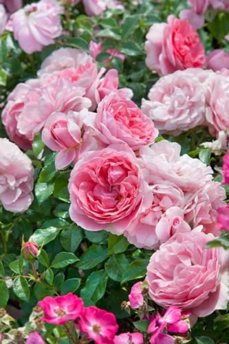 Rosa 'Rosenfee' - Edelrose, rosa Blüten, Blütezeit Juni-Oktober, ideal für Beete und Kübel, duftend, pflegeleicht und winterhart