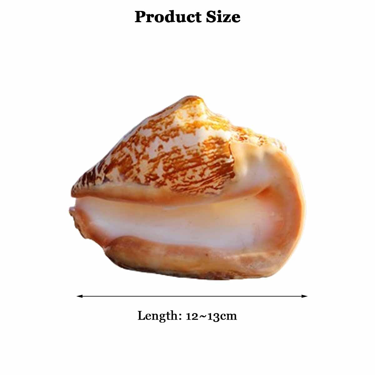 Muszla, Muszli Dekoracji Domu(12~13cm)
