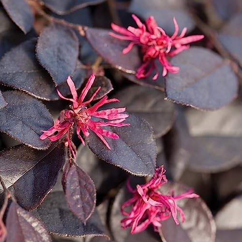 Purple Pixie Loropetalum (1.5 Gallon) Low-Growing/Weeping Evergreen Shrub with Purple Foliage and Pink Blooms - Full Sun to Part Shade Live Outdoor Plant - Southern Living Plants - Thumbnail 2