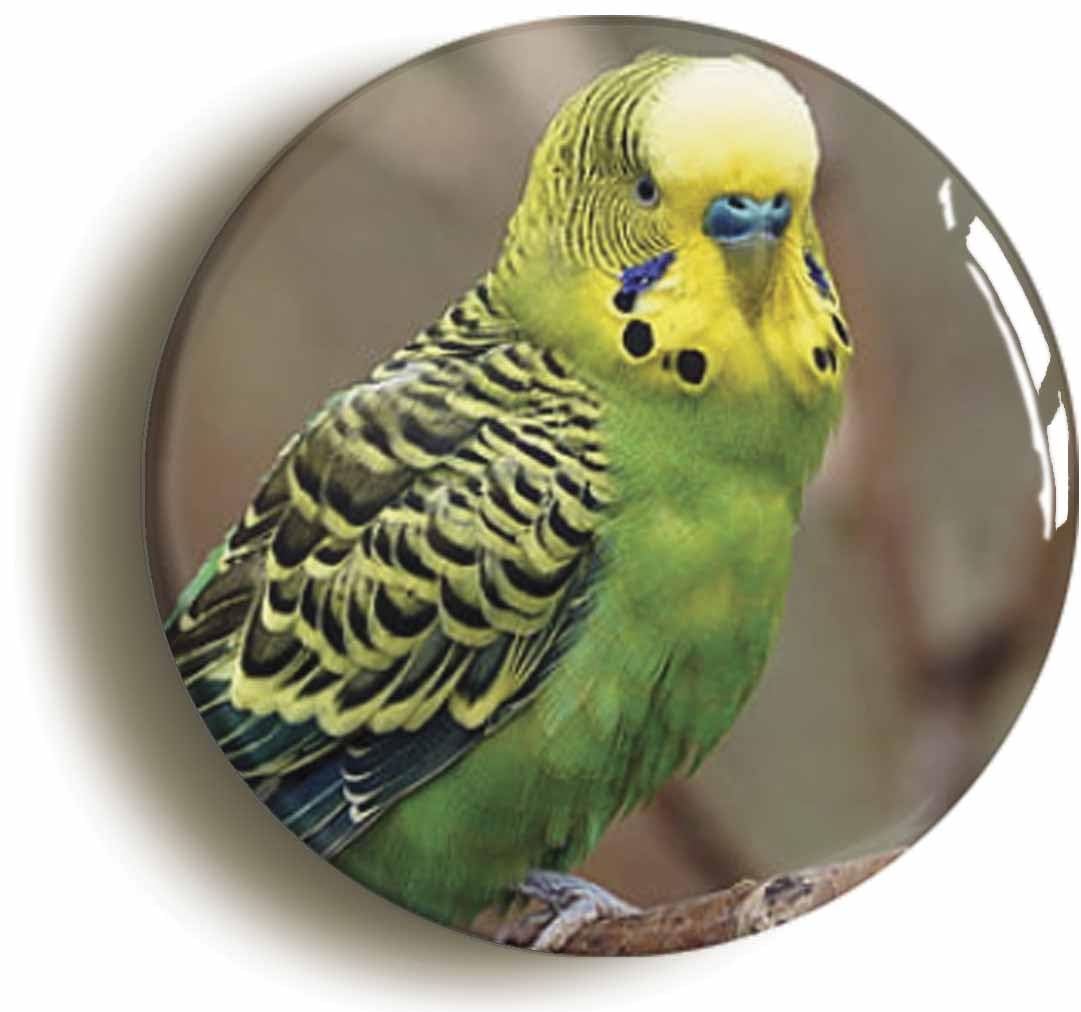 Ozorath Green Budgie Fridge Magnet (Circular 2Inch / 50Mm Diameter)
