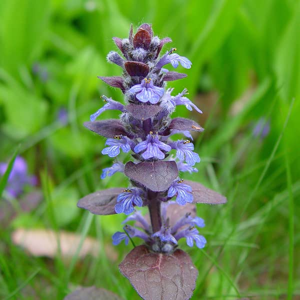 6x Bugle rampant - Ajuga reptans - Godet 9x9cm