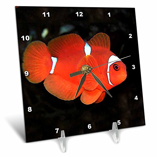 3dRose LLC Clownfish Desk Clock, 6 by 6-Inch