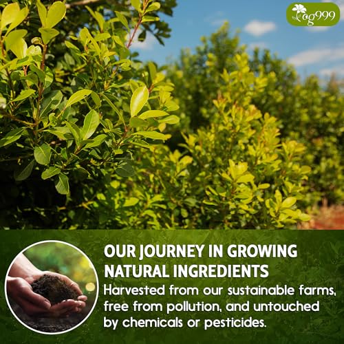 Image of FreshDrinkUS, 120 Tea Bags Yerba Mate, Hi-Caffeine, Super-Green Yerba Mate| No Dust| Fresh - Never Aged (Ilex Paraguariensis), Cultivated from Argentina - Rich in Antioxidants and Plant Nutrients.