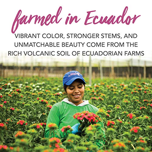 Colour Republic Fresh Cut Premium Ecuadorian Rainbow Roses, 25 Fresh Flowers #TOP4