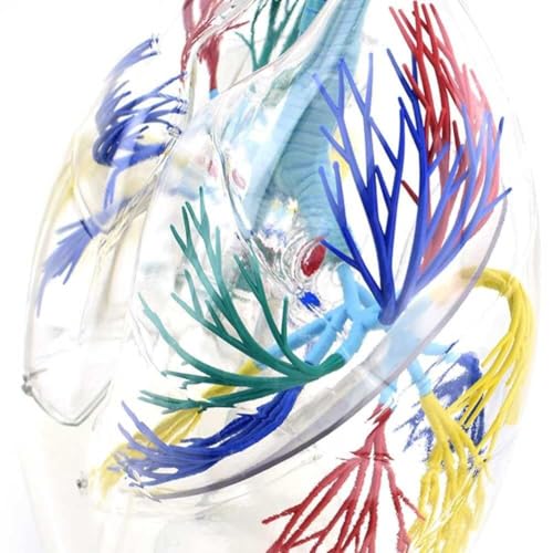 Modèle de poumon transparent 3D AMITD avec arbre bronchique et support - 8