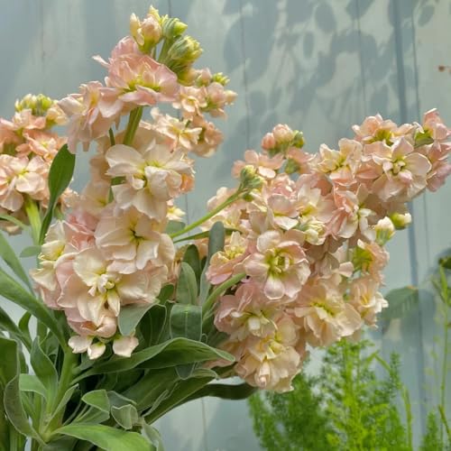semillas de bacalao seco Semillas de prados de flores, decoración de sala de estar, semillas de violeta semillas de prados de flores perennes, plantas raras Decoración de otoño, 90pcs
