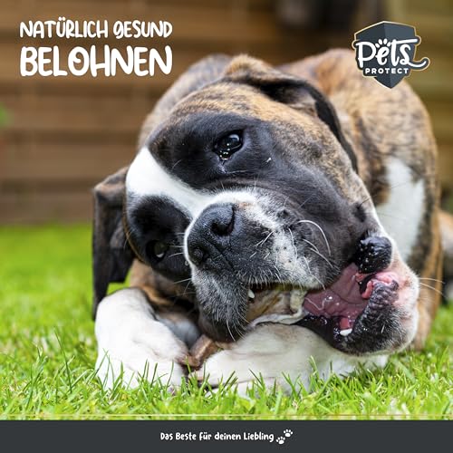 Pets Protect SUPERFOOD Kauknochen für Hunde 12cm | Kauknochen Mix | 5 einzigartige nährstoffreiche Kauknochen Kaustangen Hund für Groß & Klein | Made in Germany | getreidefrei | Kauleckerli