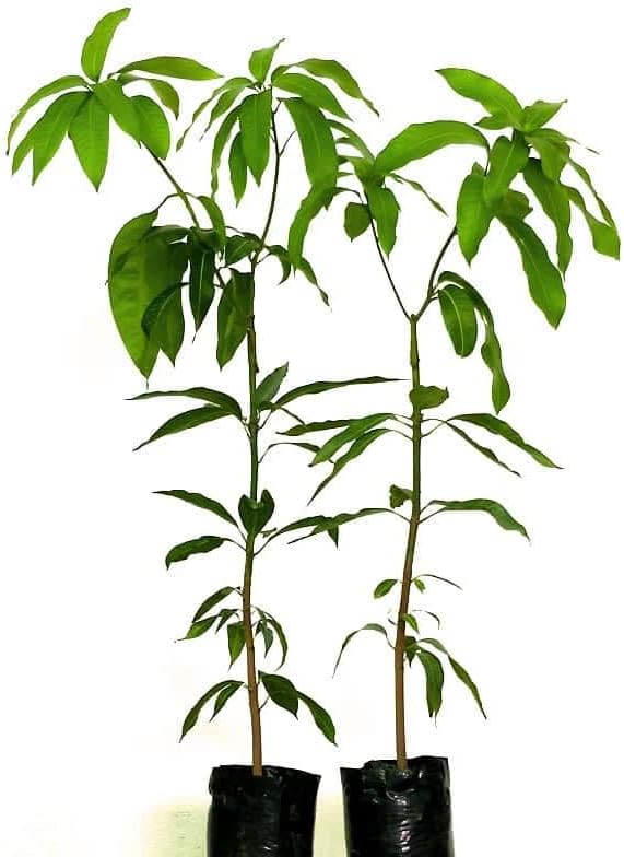 Mango Trees | Pack 2 Plants | Mangifera Indica | Measure ± 130 cm...