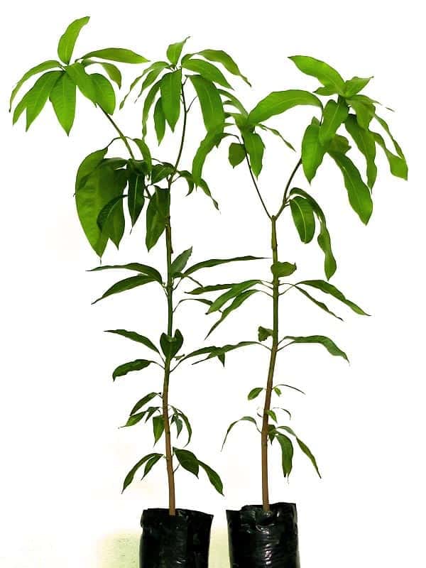 Árboles de Mango | Pack 2 Plantas | Mangifera Indica | Miden ± 13...