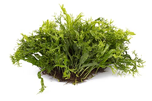 Lincolnshire Pond Plants Ltd - Bogwood, Rocks and PadsTropical Live Aquarium Plants (Java Fern (Windelov) Pad)