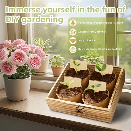 Kit de cultivo de árbol bonsai todo en uno miniatura 3
