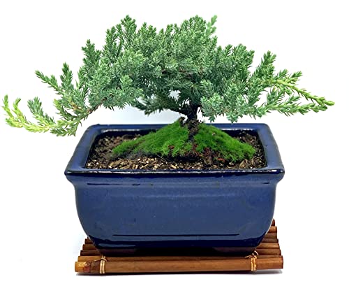 Live Dwarf Juniper Bonsai Tree 7 Year Old with Hand-Made Bamboo Stand | Juniper or Jade Bonsai Tree | Indoor/Outdoor | 100% Handcrafted| Home and Office Décor | Best Gift for Holiday