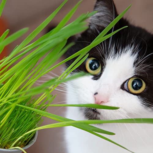 Katzengras Saatgut : 1 Beutel je 25g Katzengras Samen für 10 Töpfe fertiges Katzengras – Natürliche Katzen Leckerlies – Pflanzen Samen – Grassamen – Samen für Katzengras – Gras Katze – PRETTY KITTY