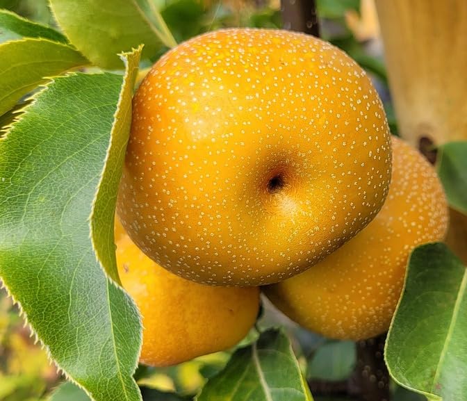 Nashi "Shinseiki" pnie | azjatycka gruszka jabłkowa (Pyrus pyrifolia) 180-200 cm | mrozoodporna, wydajna i soczysta-słodka, łatwe w pielęgnacji drzewo owocowe do ogrodu, na taras i balkon