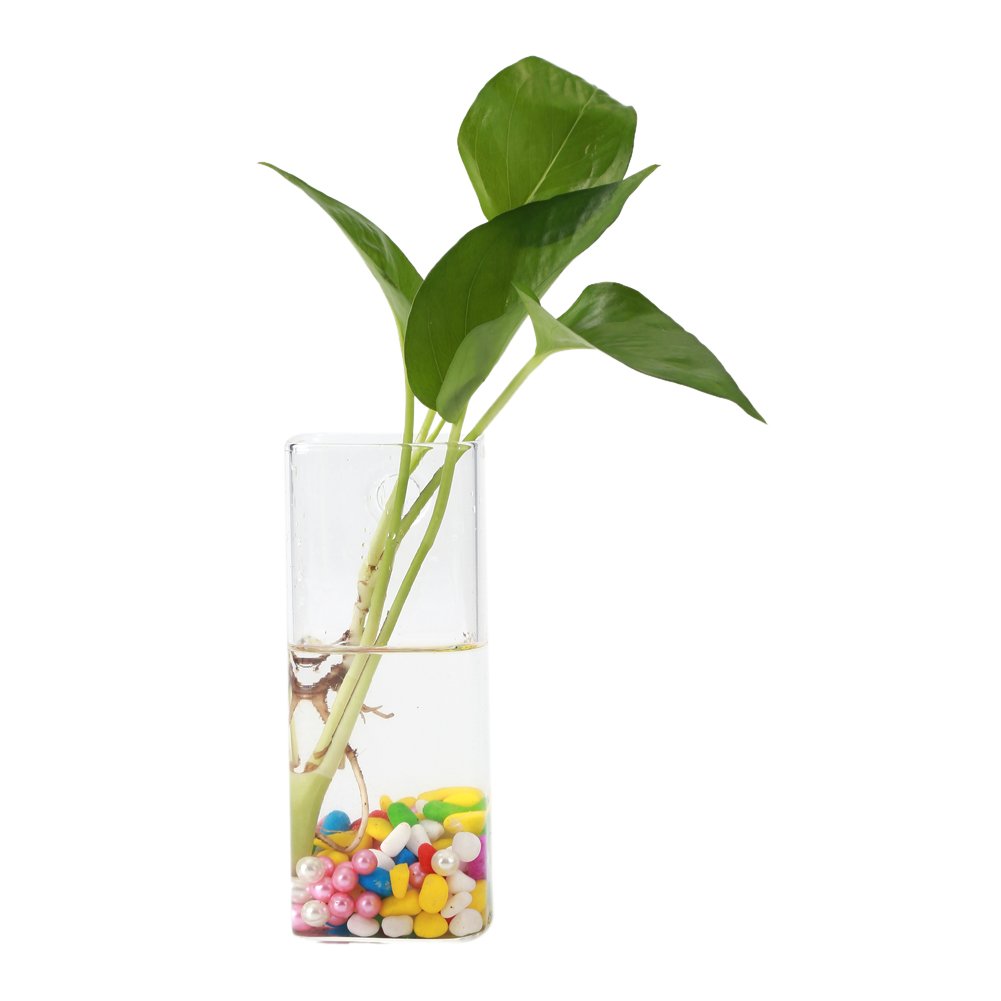 Raguso Green,White Hydroponic Container Glass Planter Glass Plants Vase Wall Hanging Glass Vase Planting Container (Long Tube)