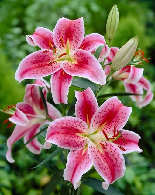 Votaniki Stargazer Oriental Lily Bulbs - Pink, Red, White Colors Lily Bulbs | Attracts Pollinators, Cut Flower Garden, Easy to Grow & Maintain, Fragrant Bloom (6 Pack)