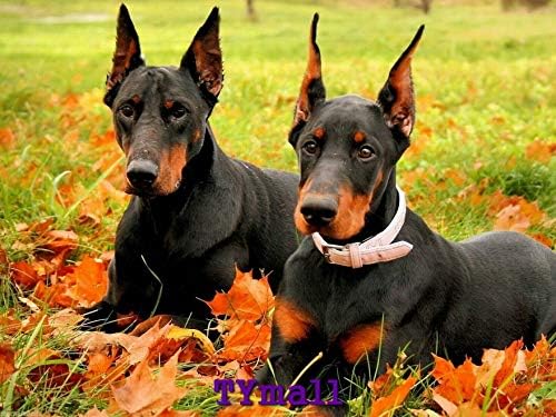 Rompecabezas para adultos, 500 piezas de otoño, cachorros, doberman pinscher, paisaje, vacaciones, rompecabezas