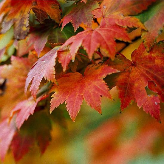 Image of Imported Maple Flower Seeds For Gardening (80-100 Seeds)