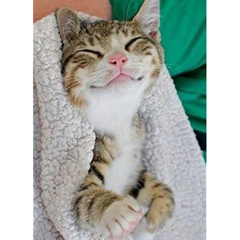 WellMadeFairTrade Pet Pain Relief Oil Natural Pure Oil Dog Cat Horse Pony (Cat, 100ml) Cover