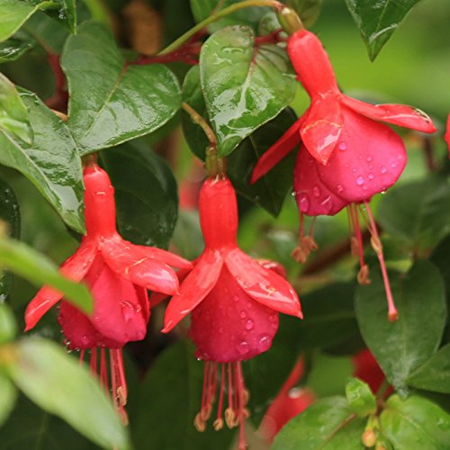 Nema Fuchsia Bell Flower Seeds- Pink- 100PCS (B07BHNJSWZ) Amazon Price History, Amazon Price Tracker