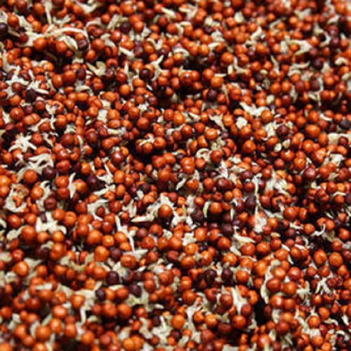 Organic Sprouted Ragi (Finger Millet) Grains 500g