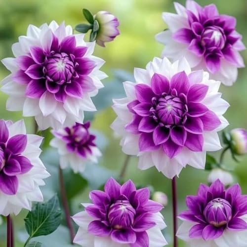 Dahlien-Rhizome/Zieht Zen und Glück an/Große und einzigartige Form/Perfekt als Gartendekoration/Winterhart/-2 Rhizome-E