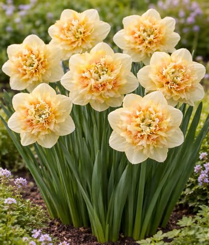 Pom Pom Double Daffodil Bulbs Peach Colored Ruffled Blooms Spring Flowering Narcissus Perennial Garden Bulbs (10 Bulbs)