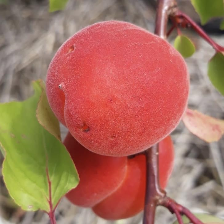 Aprikose Johannes (s) rotblättrig und rotfleischig Aprikosenbaum Blutaprikose Buschbaum