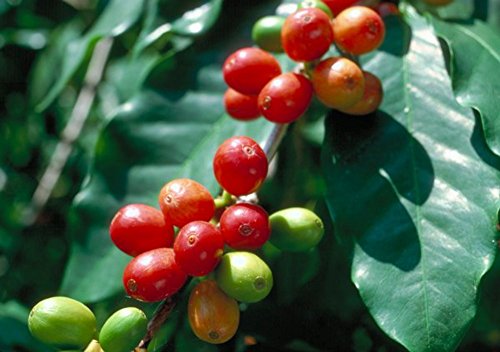Arabica Coffee Catura Bean Tree 10 Seeds - Robust!