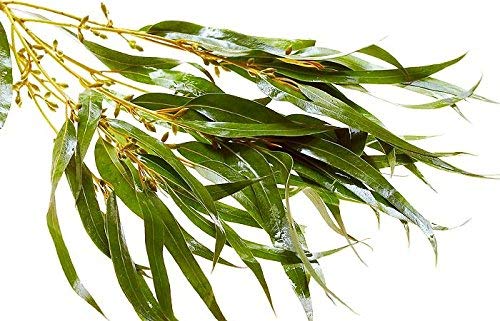 Eucalyptus Twig for Sauna, 50 - 60cm