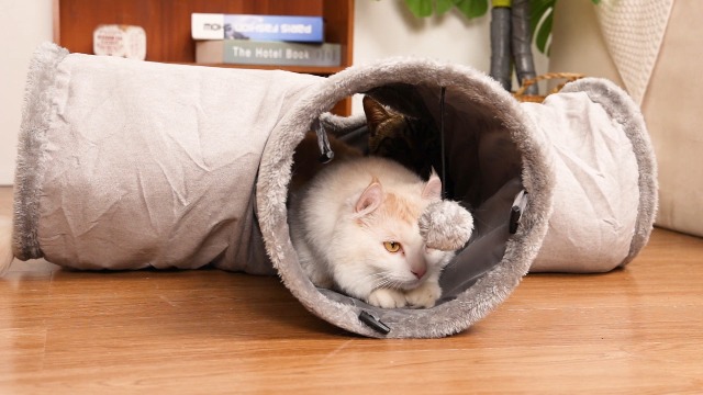 Tunnel Per Gatti Nobleza A 3 Vie - Con Palla E Foro, Pieghevole, Grigio