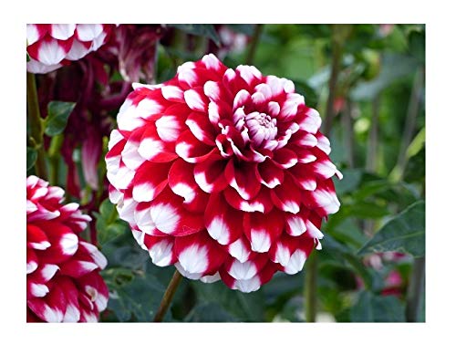 Plants Villa Live Dahlia Red And White Flower Plant With Pot - Decorative Outdoor Flower Plant (B0814D98Y4) Amazon Price History, Amazon Price Tracker