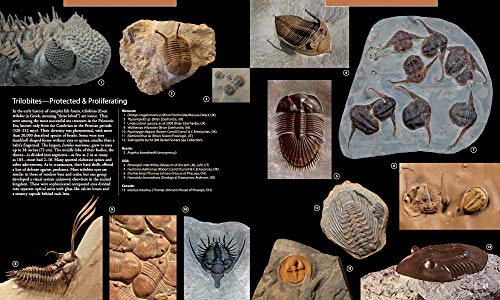 Fossils Inside Out: A Global Fusion of Science, Art and Culture - Image 3