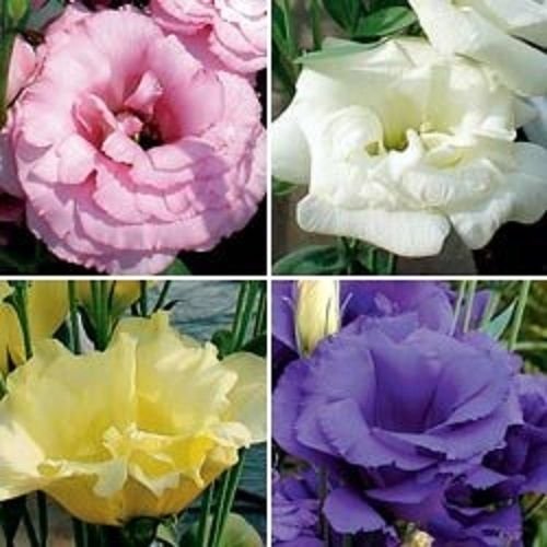 vegherb 20+ Lisianthus Fleur Graines Mix/annuelle/Great Cut Fleurs/Cadeaux