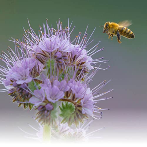 Phacelia 250 m²