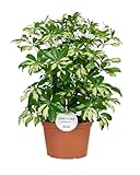 Schefflera Gerda - 45-55cm - Ø21cm - Zimmerpflanze - Immergrün