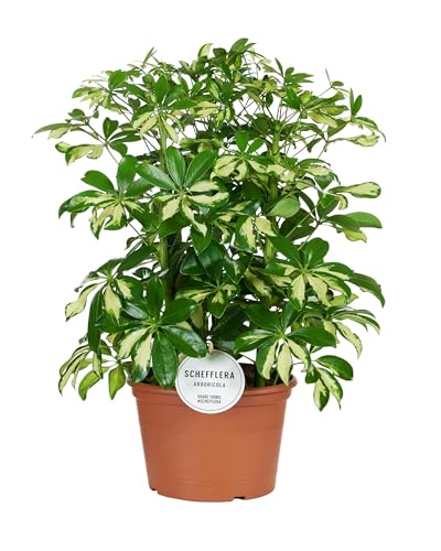 Schefflera Gerda - 45-55cm - Ø21cm - Zimmerpflanze - Immergrün