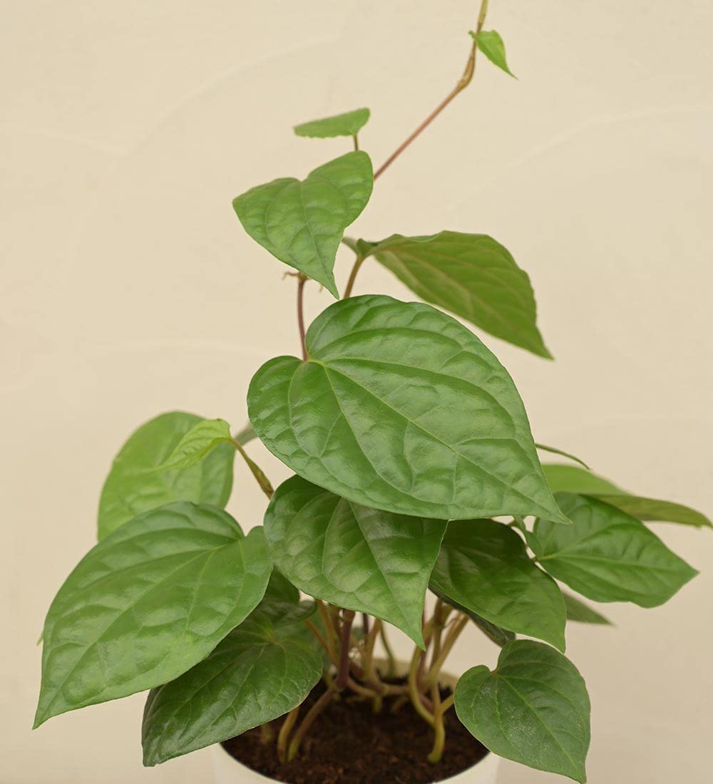 BONOBITHI Pan Betel Leaf (Magai Paan) Meetha Paan (Sweet Paan) Pan Patta Healthy Live Plant Pack of 1 (B0BTDTK8VD) Amazon Price History, Amazon Price Tracker
