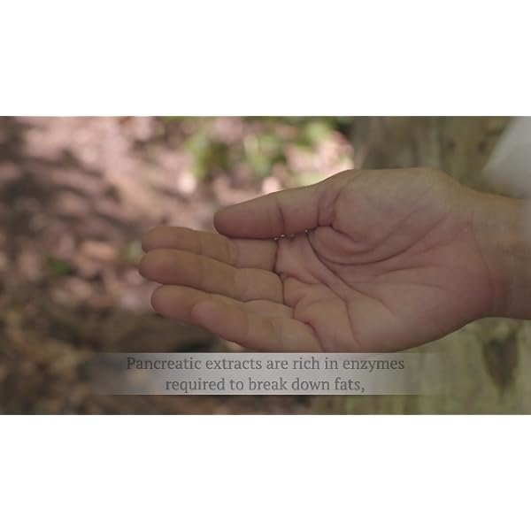 Ancestral-Supplements-Grass-Fed-Pancreas--Digestive-Proteolytic-Enzymes-Including-Trypsin-and-Pancreatic-Support-180-Capsules Ancestral Supplements Grass Fed Beef Pancreas Supplement, 500mg, Pancreatic Support with Proteolytic Digestive Enzymes for Digestion Support, Including Trypsin, Non GMO, 180 Capsules