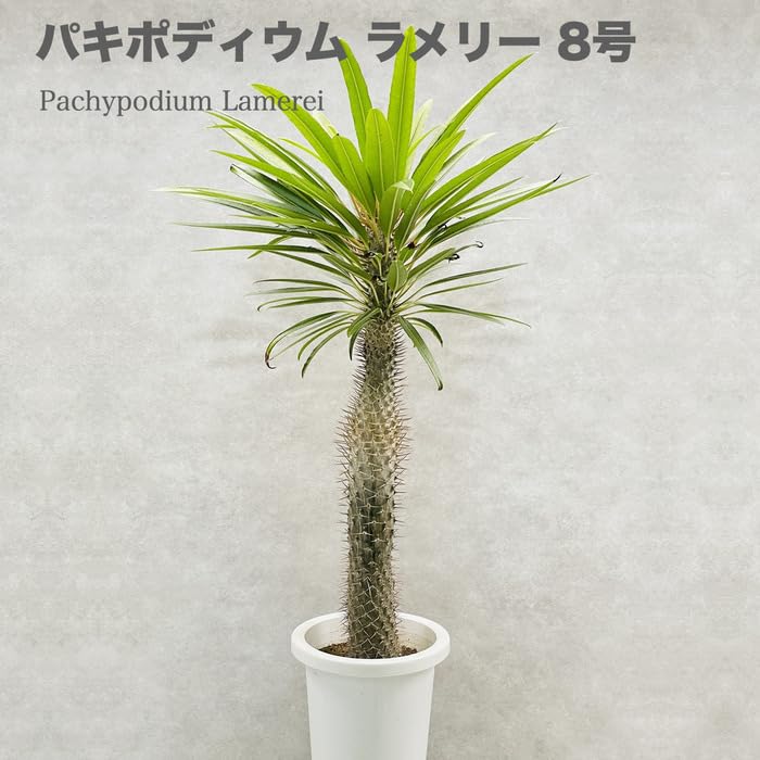 Amazon.co.jp: 観葉植物 パキポディウム・ラメリー 8号鉢株 大型 塊根