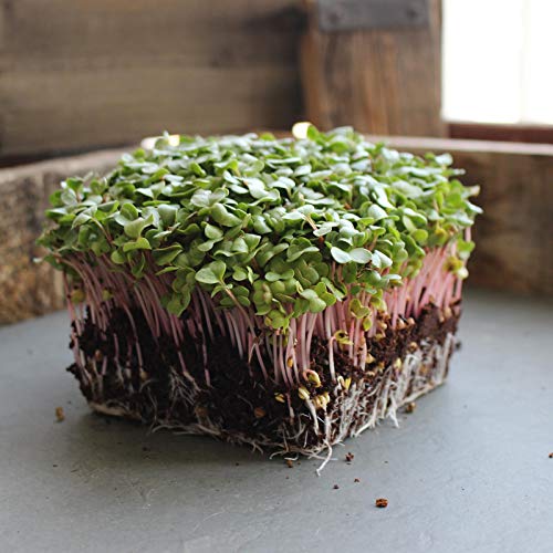 image for Mountain Valley Seed Company Radish Sprouting Seed - Red Arrow Variety