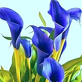 Usos: ramos, cestas de flores, guirnaldas y jarrones.