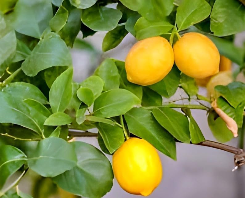 Image of All time Original Desi Yellow Gandharaj Lemon,Lebu,Nimbu Air Layerig Grafted 1 Healthy Plant for Roof Top Garden Plant Live Plant for Home Garden Pack Of 1