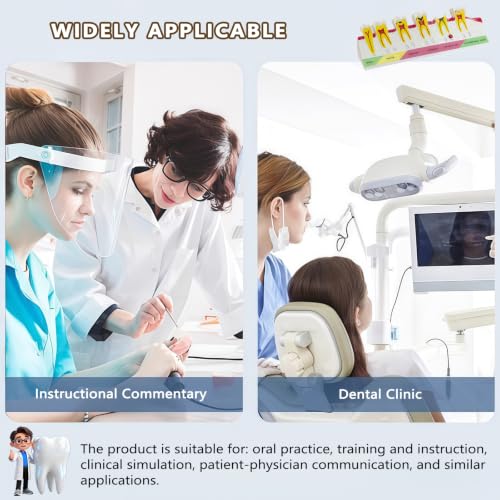Image of Dental Caries Progression Model,6-Stage Tooth Decay Classification Model for Dental Education,Dental Training,Demonstrations,Oral Care Educatio