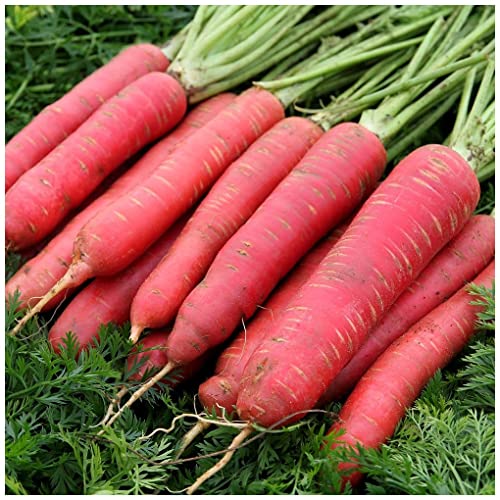 PREMIER SEEDS DIRECT - Red Sun F1 Carrot Seeds, Approx 440 Seeds