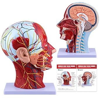 Ultrassist Human Anatomical Half-Head Model Includes Electronic Diagram with Superficial Neurovascular and Musculature Details, Ideal for Kids Learning, Education, and Display