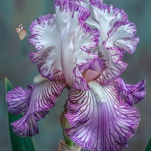 Raro Iris bulbi,Piante perenni,Iris pianta vera,resistenti al freddo,Tagliare,Facile da curare,Giardino da balcone(non artificiali)-5 bulbi-E